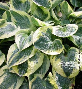 Hosta Wide Brim