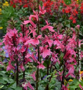 Lobelia speciosa Starship Deep Rose