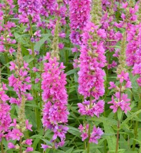 Lythrum salicaria Robert