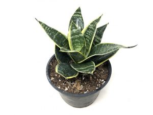 Sansevieria Hahnii ass.