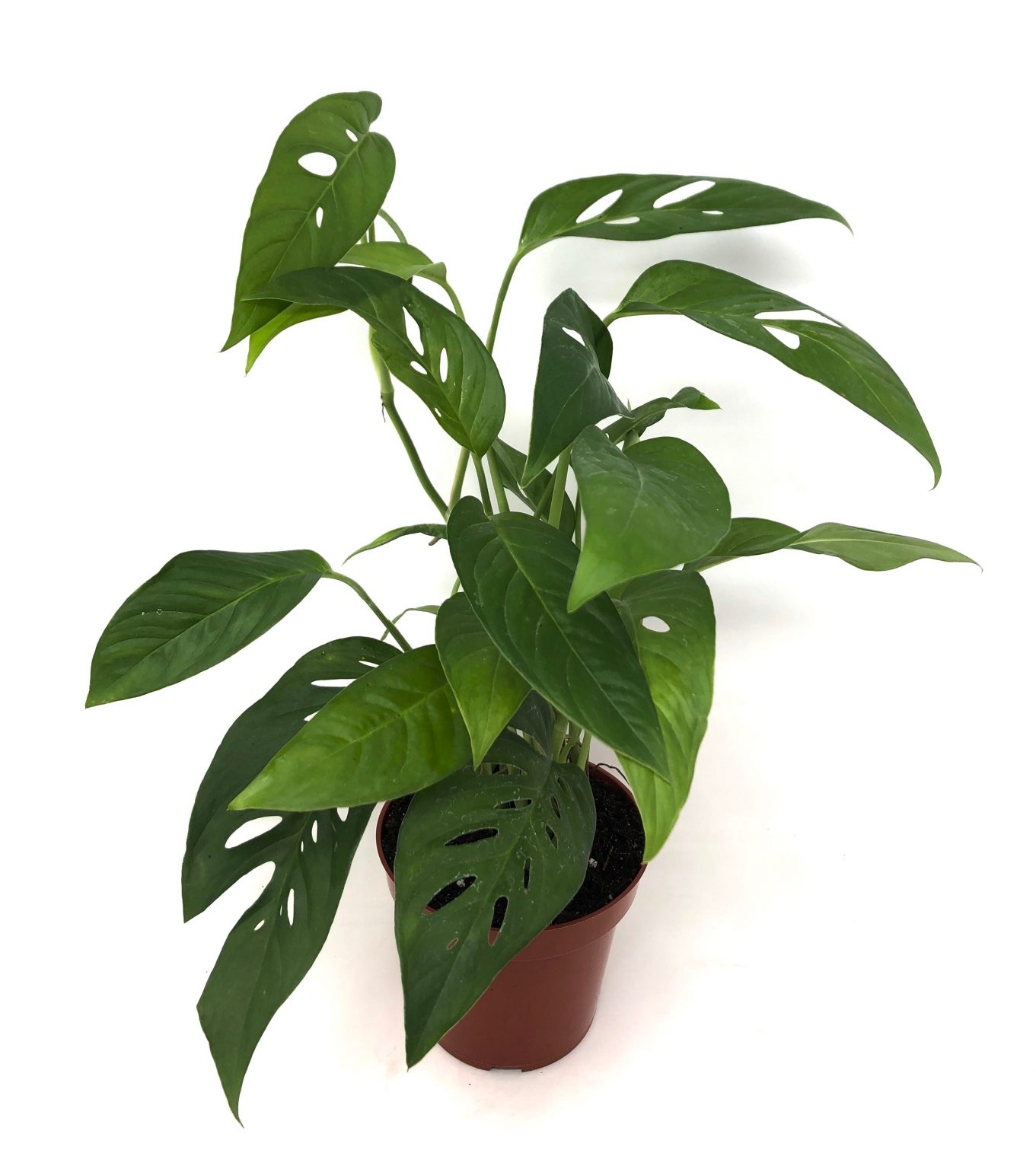 Philodendron Monstera Adansonii Swiss Cheese Pépinière Locas