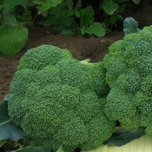 Brocoli