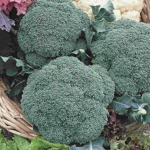 Broccoli « Green Sprouting » – BIO