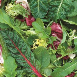 Mesclun mélange gourmet – BIO