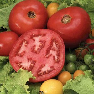 Tomate « Beefsteak » – BIO