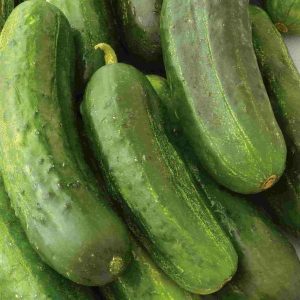 Concombre “National Pickling” – en ruban – BIO