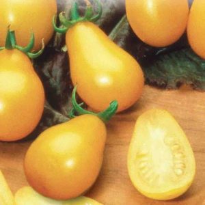 Tomate Poire Jaune – BIO