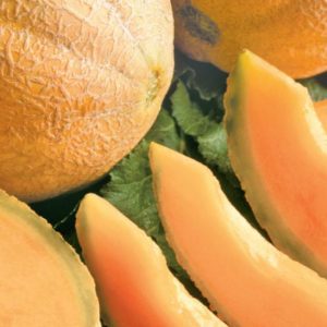 Cantaloup Honey Rock « Sow Easy »