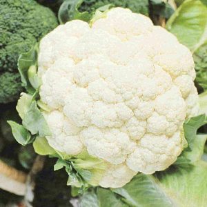 Chou-fleur Early Snowball « Sow Easy »