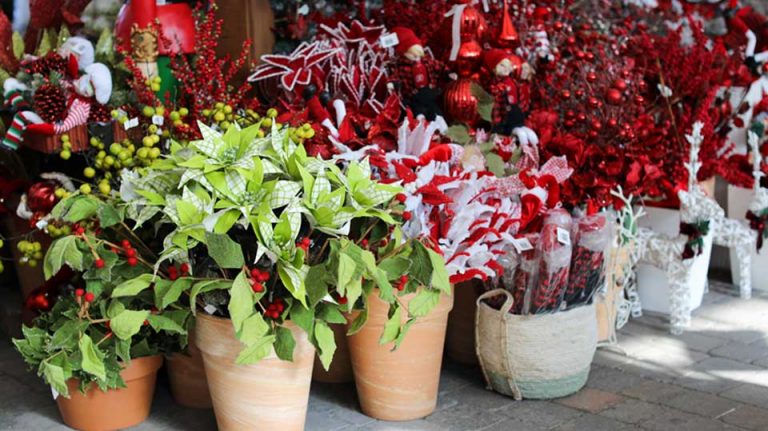 Plantes de Noël et poinsettias