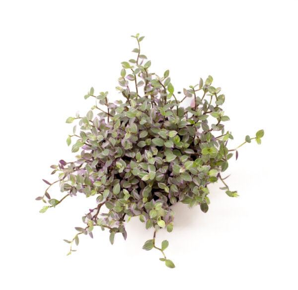 Callisia repens pink lady / tradescantia pink panther