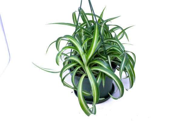 Chlorophytum comosum curly