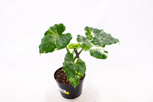 Alocasia Odora Okinawa Silver