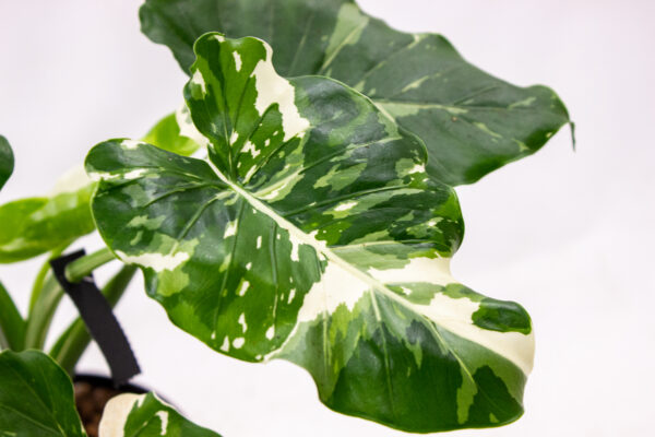 Alocasia Odora Okinawa Silver – Image 2