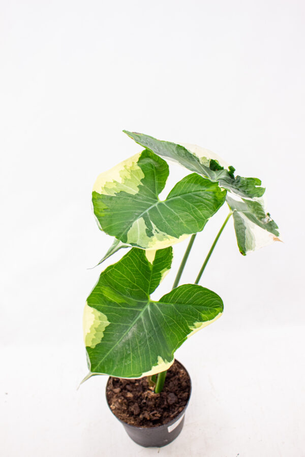 Alocasia Mickey Mouse Variegata – Image 2
