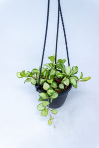 Hoya Heusckeliana Variegata 4″
