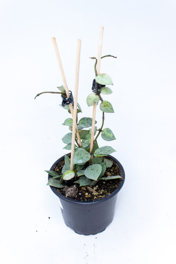 Hoya Krohniana Eskimo 5"