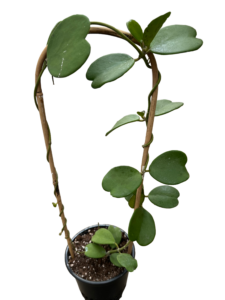 Hoya Kerrii Vert 1 Gal