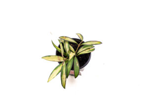 Hoya Wayetii Tricolour 4″