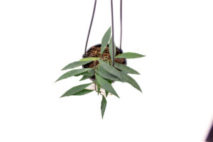 Hoya Mirabillis 3″