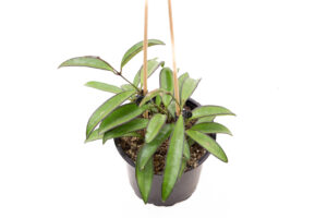Hoya Wayetii