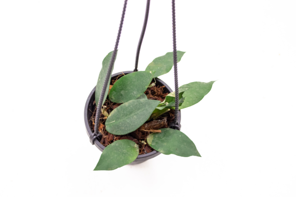 Hoya Patricia 4"